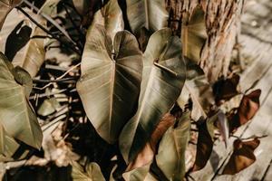 Green cordate leaves photo