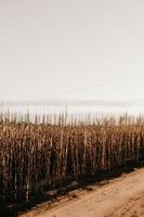 Rural field along dusty road under gray sky photo