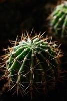 Cactus photo