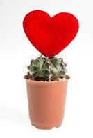 Heart-shaped cactus isolated on white background photo