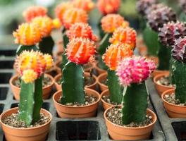 muchos cactus coloridos en maceta