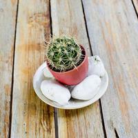 Cactuses in flowerpot with stones,on wooden table