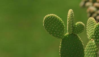green cactus photo