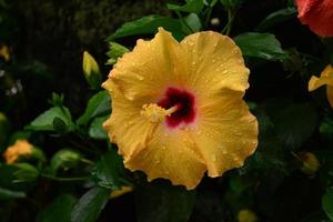 hermosa flor de hibisco amarillo foto