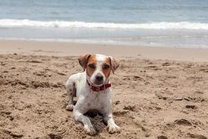 Jack Russell Terrier Stand On Hot Sand photo