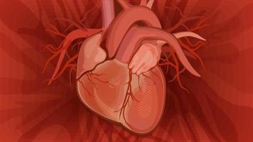 corazón anatómico sobre fondo rojo. vector