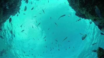 slow motion onderwater: seaworld op tropisch rif met exotische vissen
