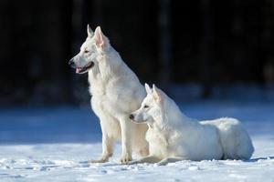 Two white dogs on winter background