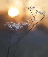 frost covered dill in sunset