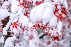 Red fall maple tree covered in snow,South Korea. photo