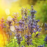 garden lavender photo