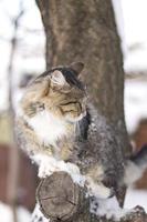 fluffy cat sitting on a tree branch in winter photo