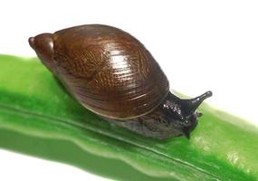 Snail on a pea pod isolated closeup photo
