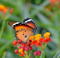 Butterfly on orange flower in the garden
