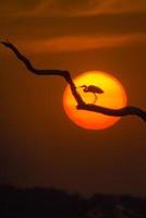 Sunset behind great white egret, Pantanal region, Brazil photo