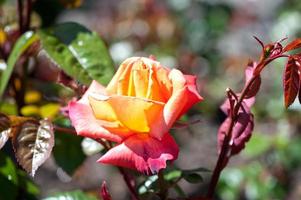 Rose in the garden photo