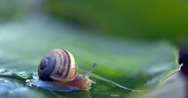Garden  snail on a leaf photo