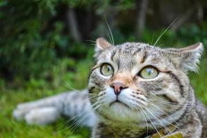 Beautiful tabby kitty in the garden photo