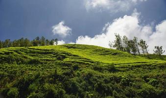 Green Tea garden In Ooty photo