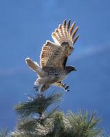 águila marrón y blanca volando foto