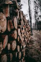 Pile of cut log lot photo