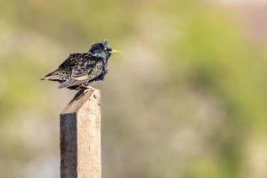 pájaro estornino en poste foto