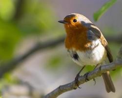 Robin redbreast perched on a tree branch photo