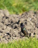 Starling on the ground photo