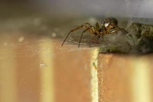 False widow spider photo