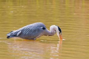 Grey heron fishing photo