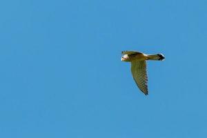 A common kestrel hunting photo