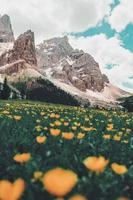 Bed of orange flowers photo