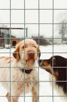 Two dog standing over gray fence photo