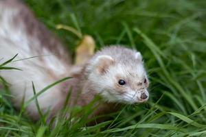 Ferret with muddy nose photo