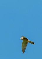 Common kestrel in flight photo