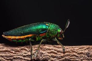 Insecto buprestidae sobre fondo natural foto