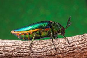Buprestidae insect on green background