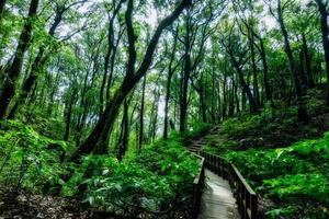 Trees in the forest photo