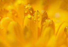 Dianthus flower, macro photo