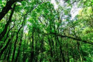 Trees in the forest photo