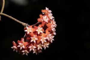 Red hoya flower close-up photo