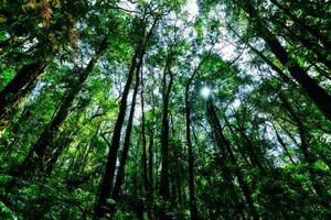 A forest with tall trees and green foliage photo