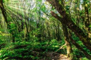 Sunbeams shine through the trees in a lush forest photo