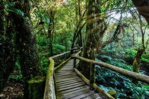 camino de madera en el bosque foto