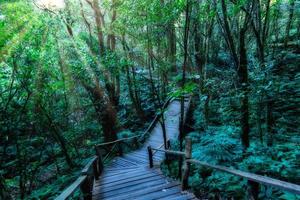 Wooden path in the forest photo