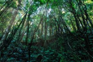 arboles en el bosque foto