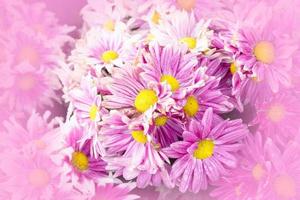 Pink, white and yellow flowers, close-up photo