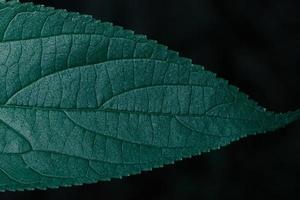 hojas verdes, fondo oscuro foto