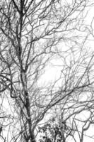 Leafless tree branches in winter forest photo