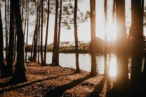 árboles cerca del lago foto